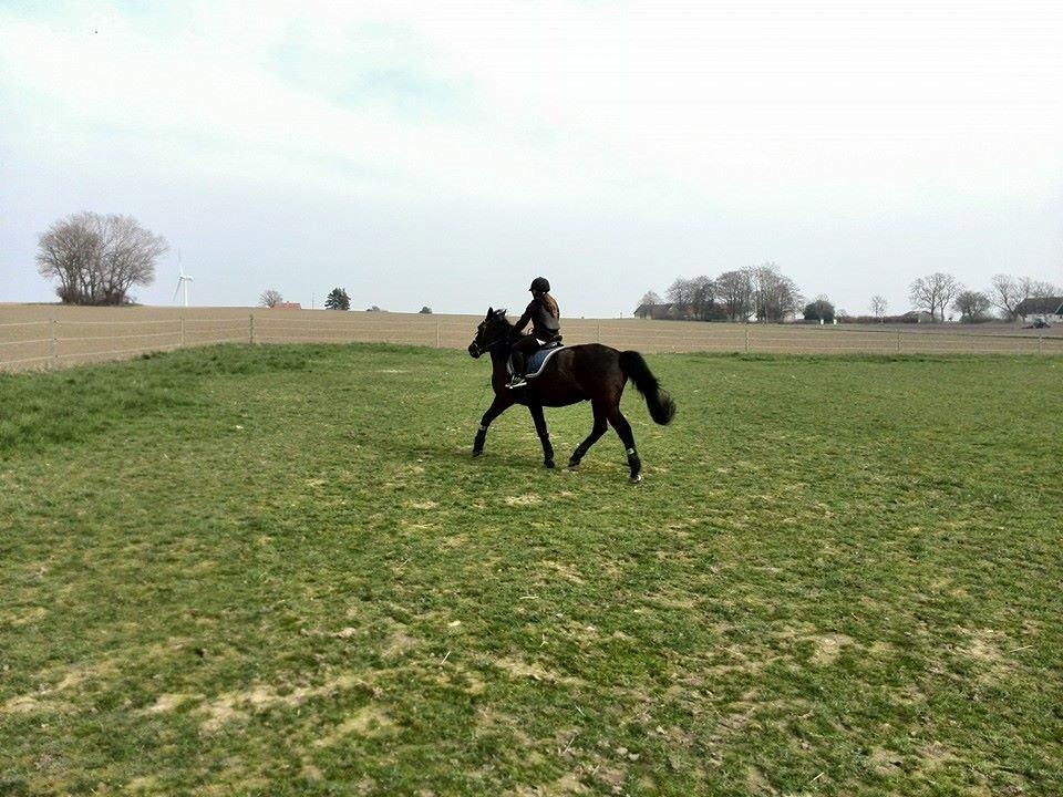 Anden særlig race rivaldo (solgt) billede 15