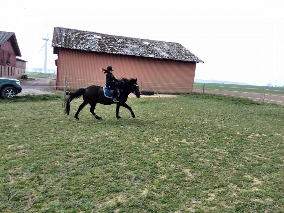 Anden særlig race rivaldo (solgt) billede 17