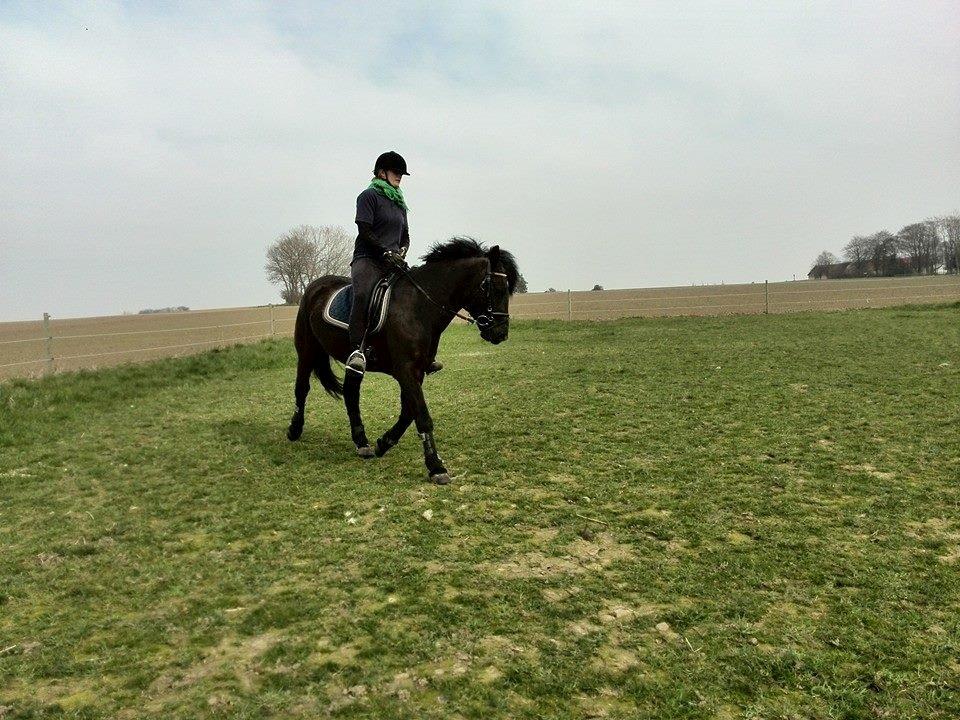 Anden særlig race rivaldo (solgt) billede 18