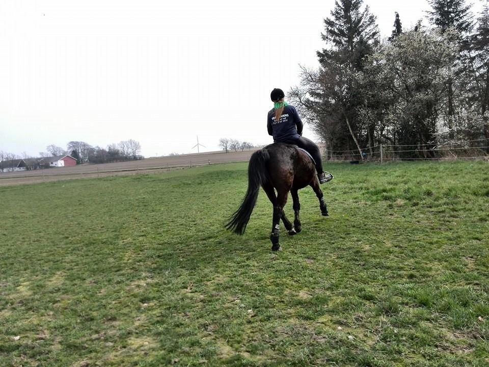 Anden særlig race rivaldo (solgt) billede 16