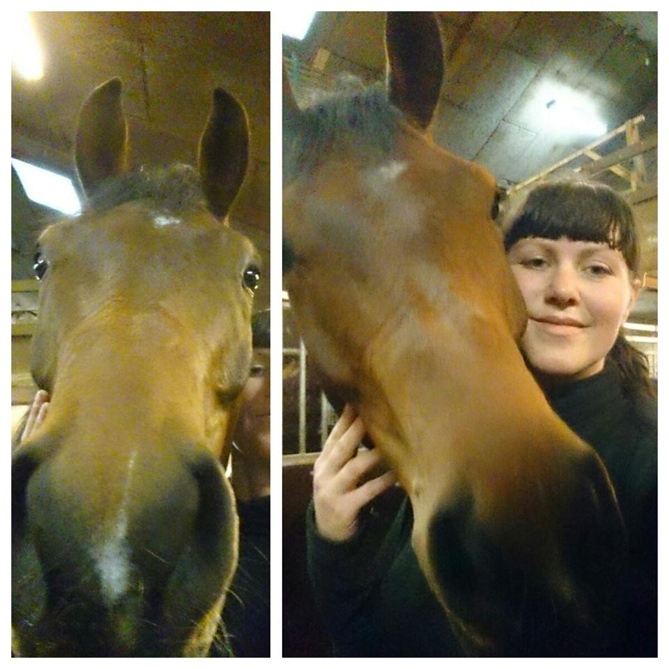 Dansk Varmblod Sandor - Selfie  billede 13