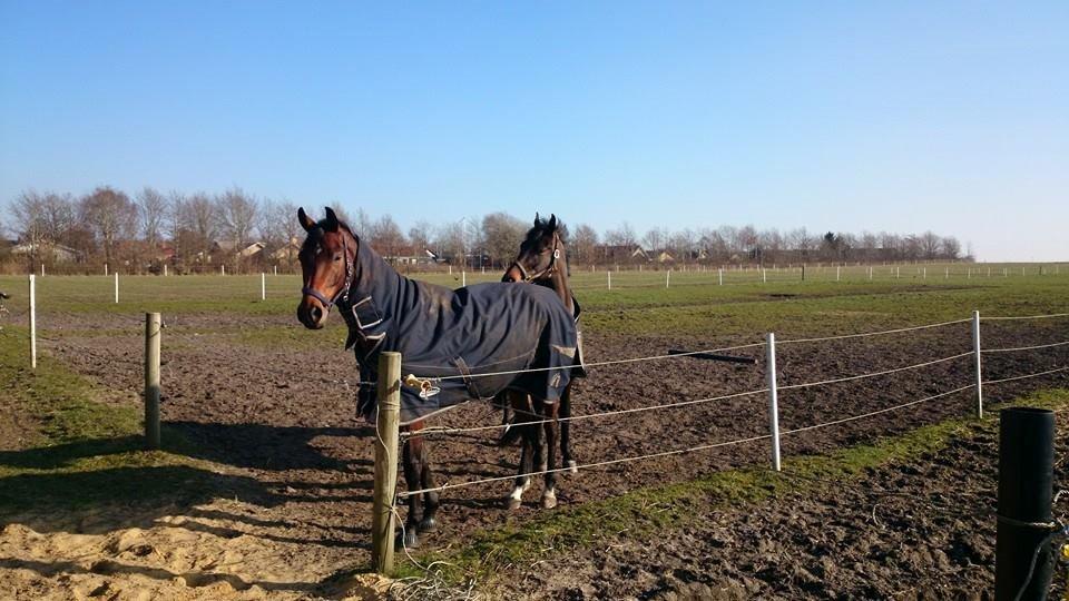 Dansk Varmblod Sandor - Sandor og La Liga  billede 15