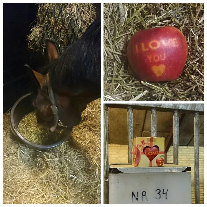 Dansk Varmblod Sandor - Kærlighed fra Stald damen :)  billede 16