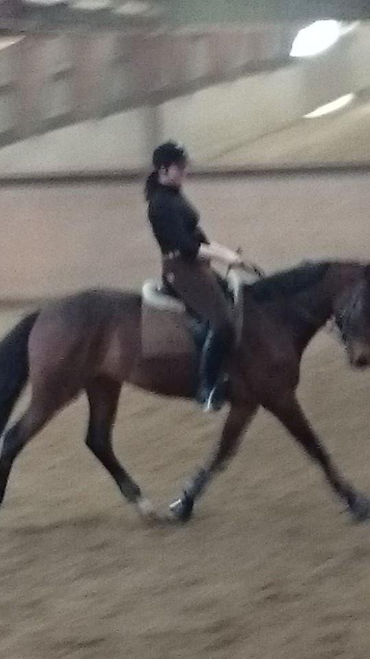 Dansk Varmblod Sandor - Sandor gør fremskridt i dressuren billede 17