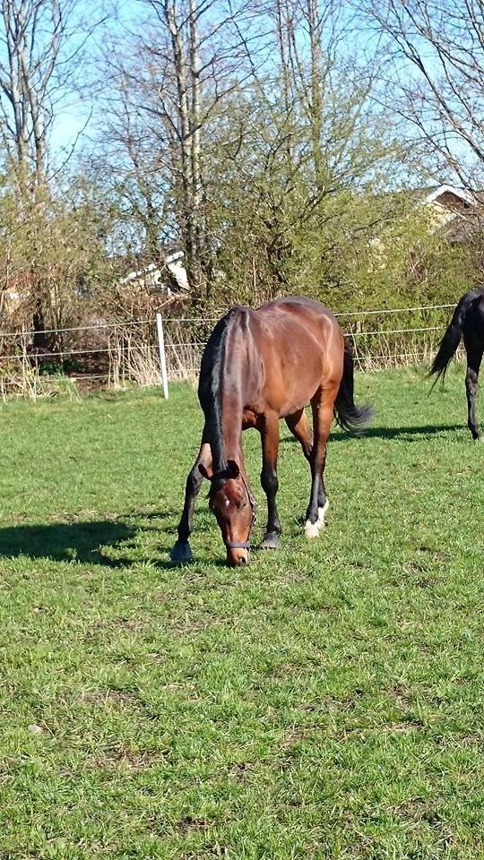 Dansk Varmblod Sandor - Sandor på folden, lige 10 min. uden dækken. Det var god til ham.  billede 20