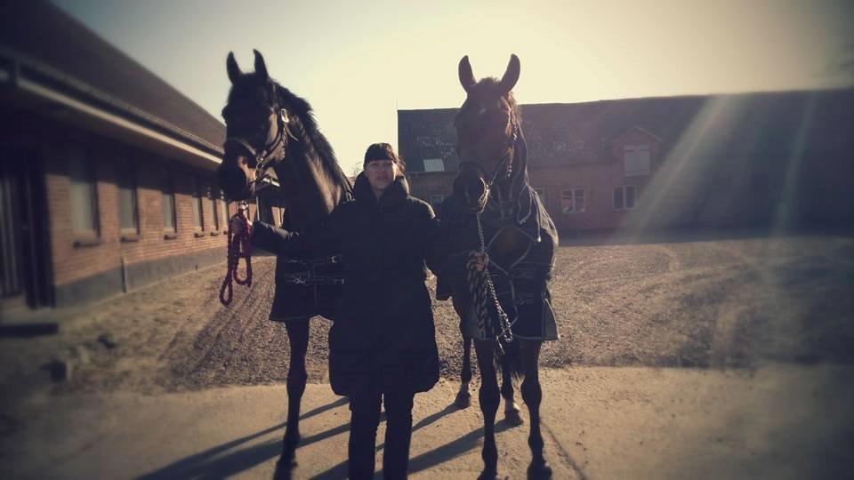 Dansk Varmblod Sandor - To dejlige banditter. Sandor til højre, La Liga til venstre.  billede 14