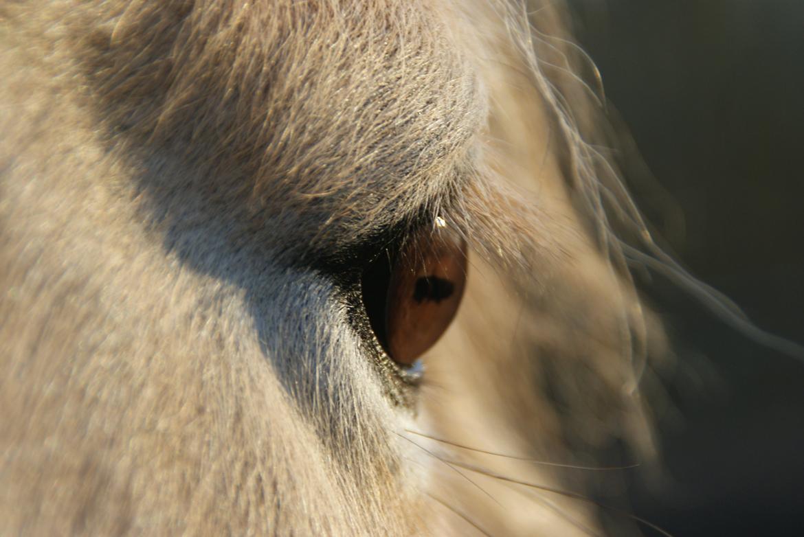Fjordhest Lue klattrup billede 4