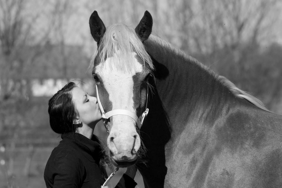 Welsh Cob (sec D) Roxette Royal billede 14