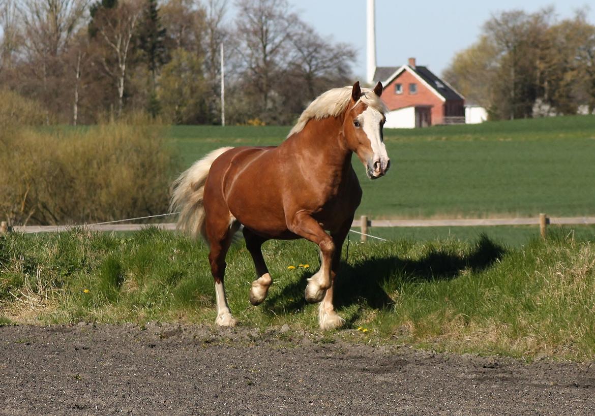 Welsh Cob (sec D) Roxette Royal billede 13