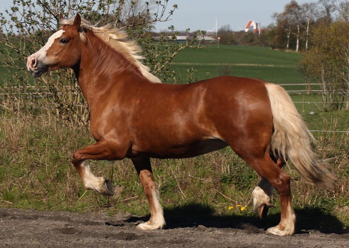 Welsh Cob (sec D) Roxette Royal billede 12