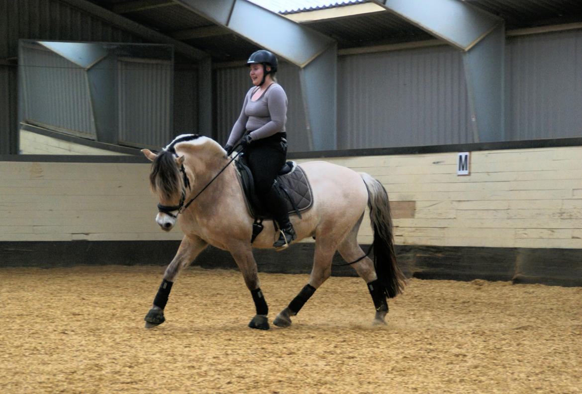 Fjordhest Lue klattrup - Undervisning forår 2013 :) billede 3