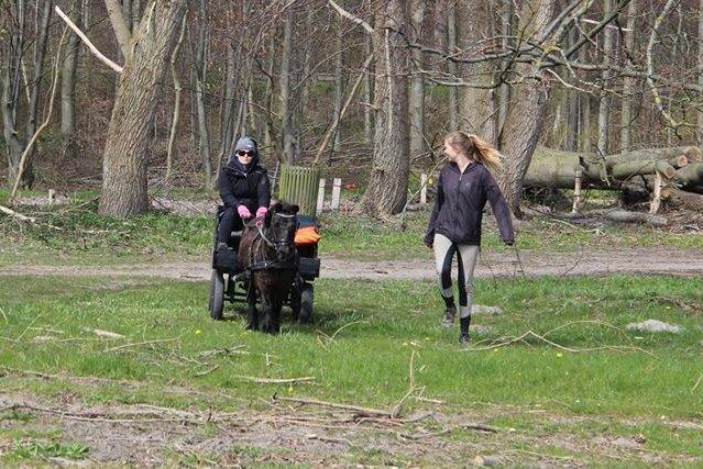 Shetlænder Elvis billede 33