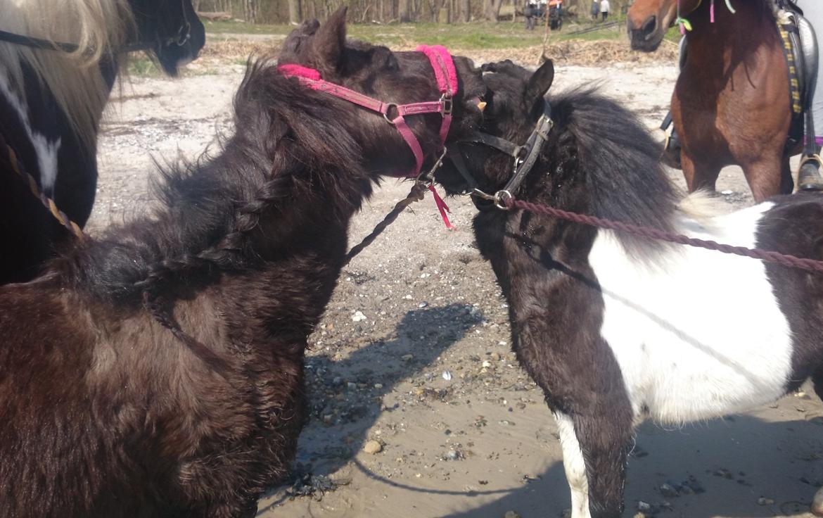 Shetlænder Elvis billede 34