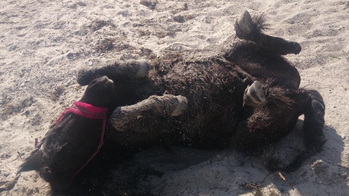 Shetlænder Elvis billede 2