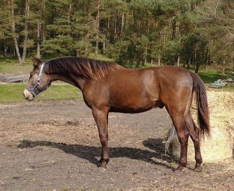 Anden særlig race Klitgaards Maximilian*R.I.P* - 17 april 2014, flyttet ind på Peterslyst billede 19