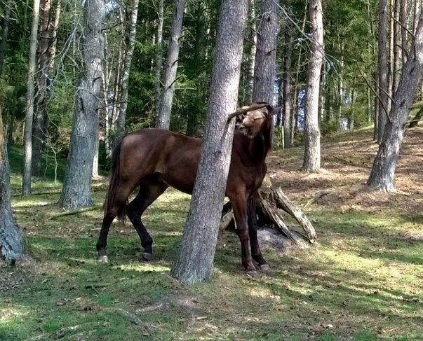 Anden særlig race Klitgaards Maximilian*R.I.P* - 14 April 2014, flyttet ind på Peterslyst.. Bobs elsker træer ;) billede 20
