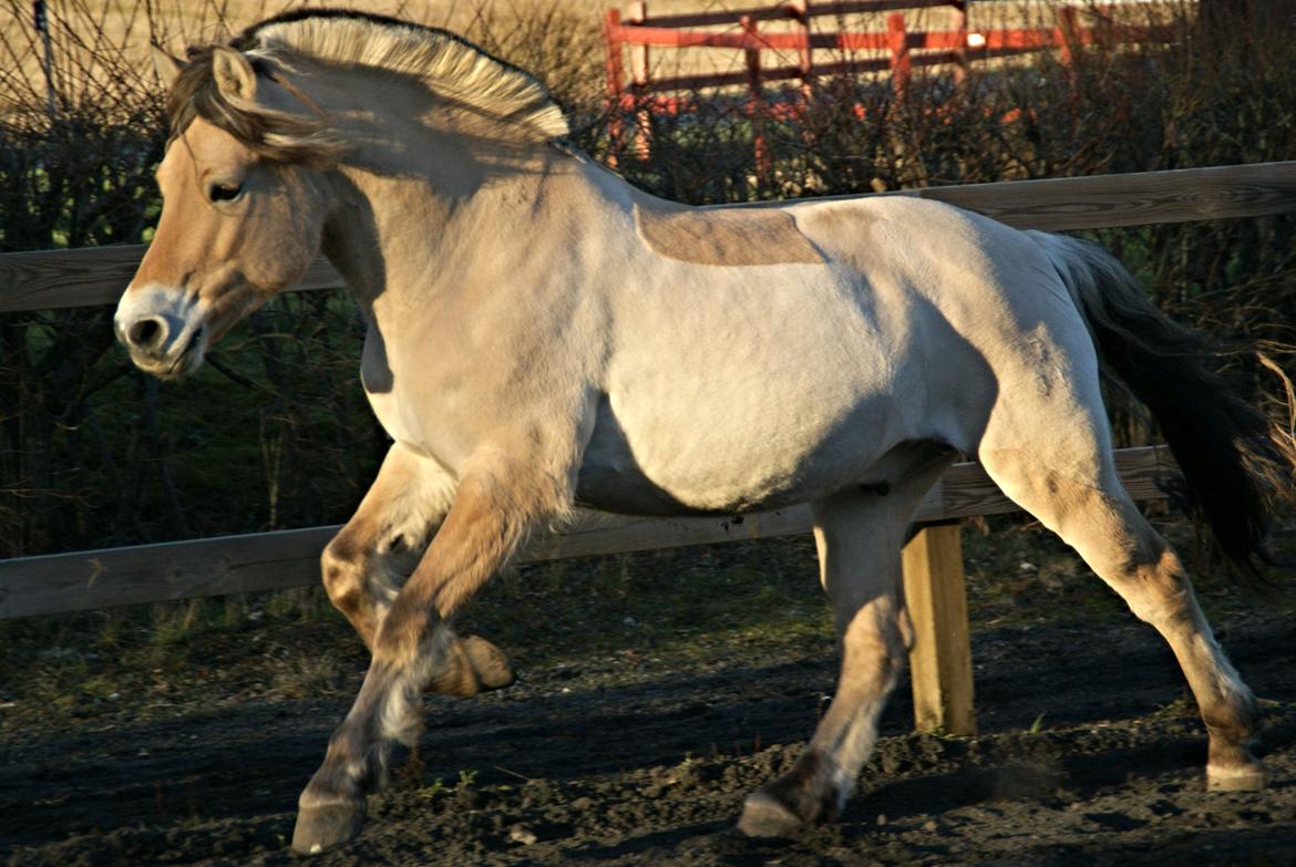 Fjordhest Lue klattrup billede 2