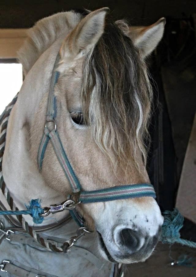 Fjordhest Lue klattrup - Emma kunne da naturligvis ikke stå for mig, da jeg var på besøg på RORK for at ride ved Lone Bang ;) billede 11