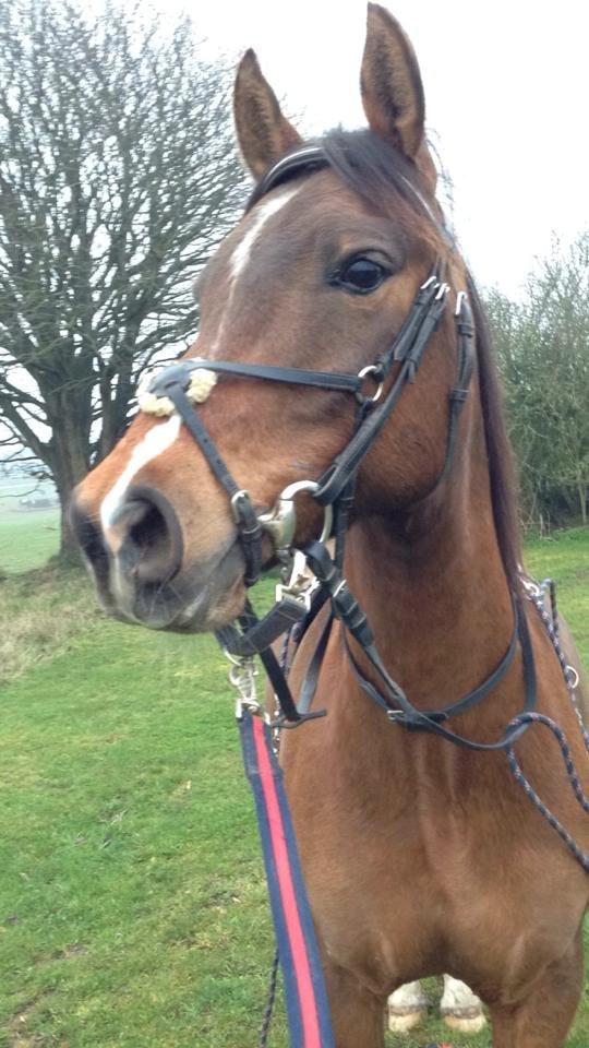 Anden særlig race Calvados  - Glad pony på tur <3 billede 2