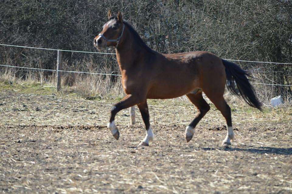 Anden særlig race Calvados  billede 7