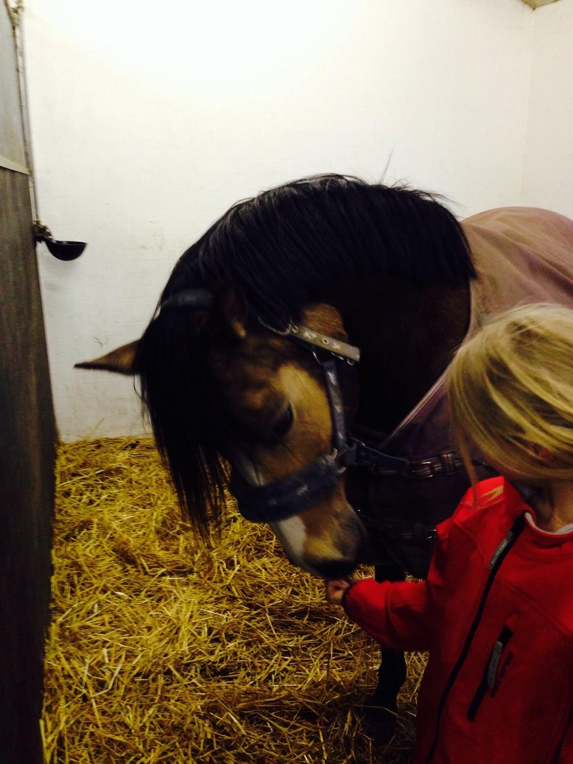 Anden særlig race Damgårds Maggie billede 10