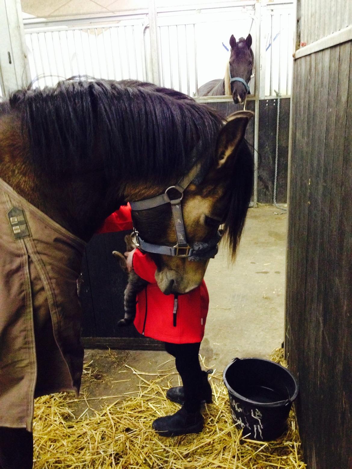 Anden særlig race Damgårds Maggie billede 11