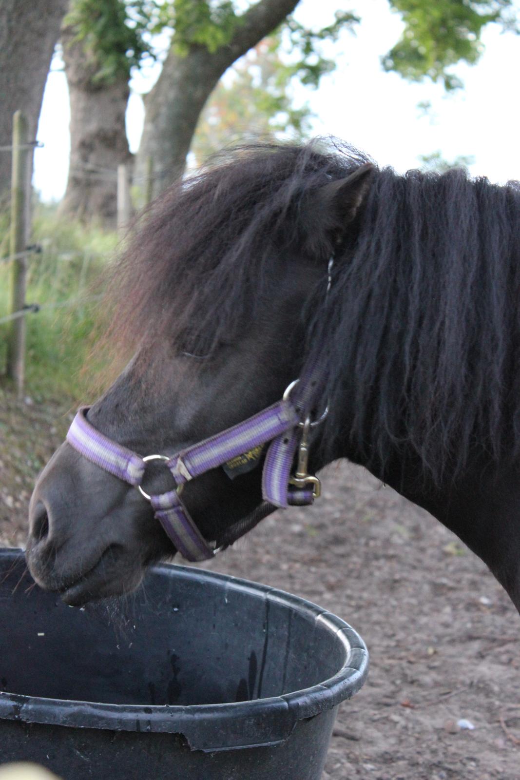 Anden særlig race Pusle billede 43