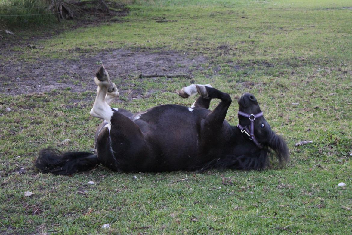 Anden særlig race Pusle billede 44