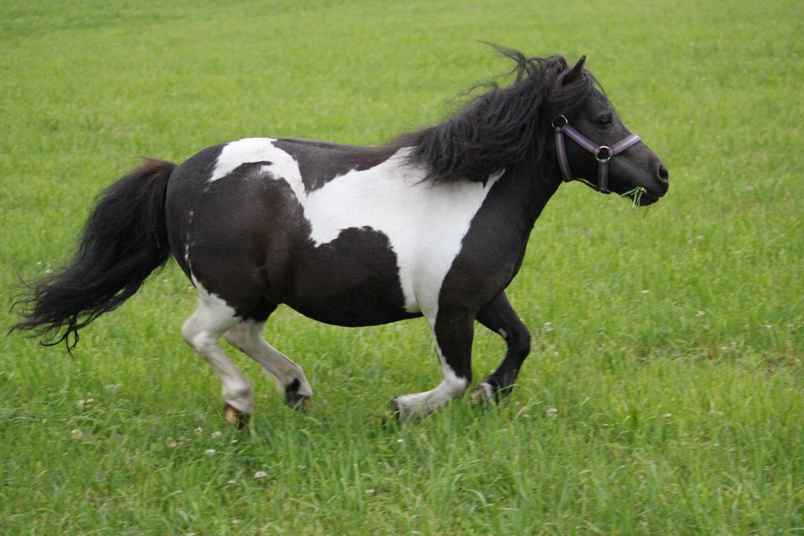 Anden særlig race Pusle billede 37