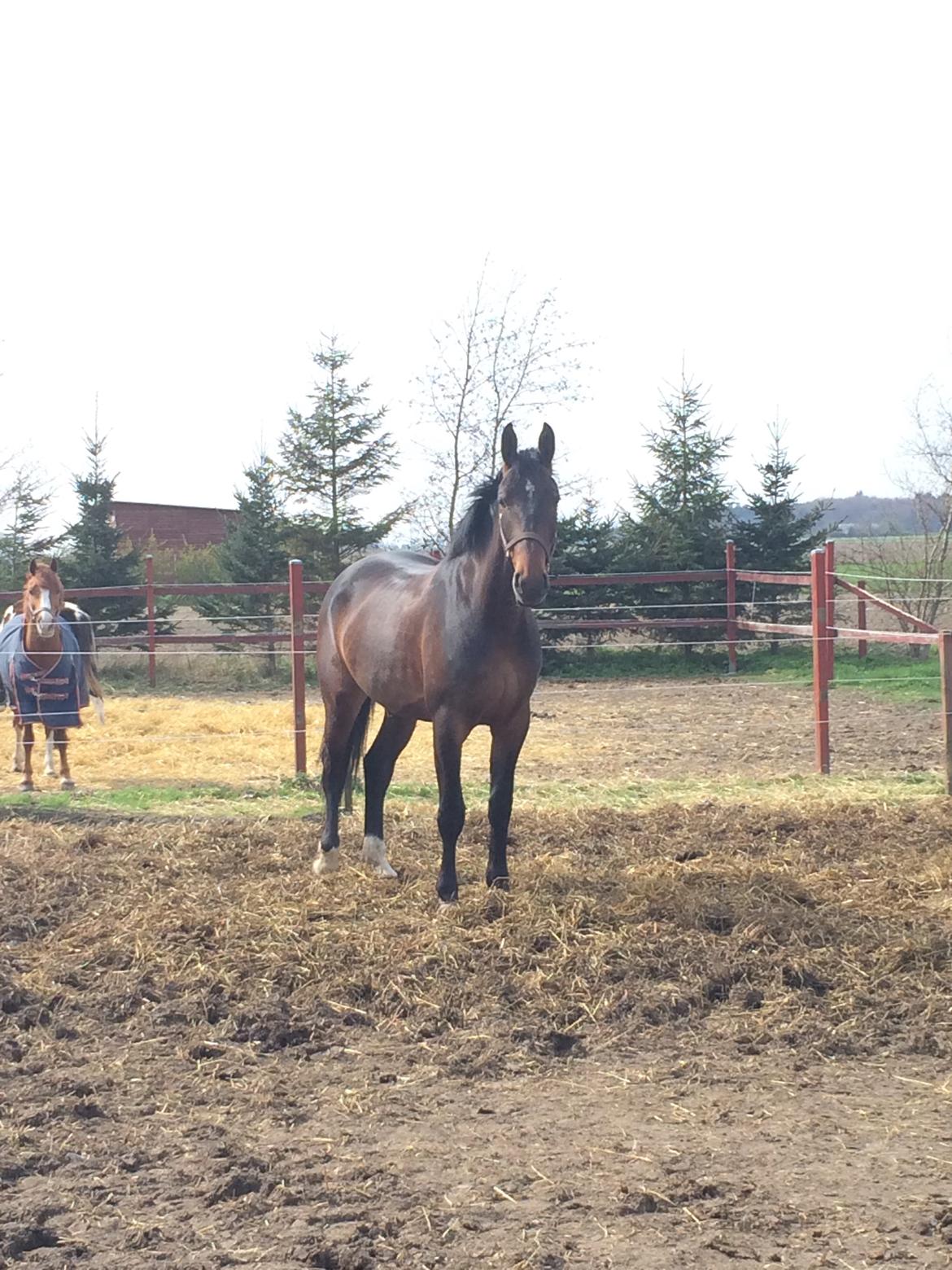 Anden særlig race Bøgedal's Tezza billede 1
