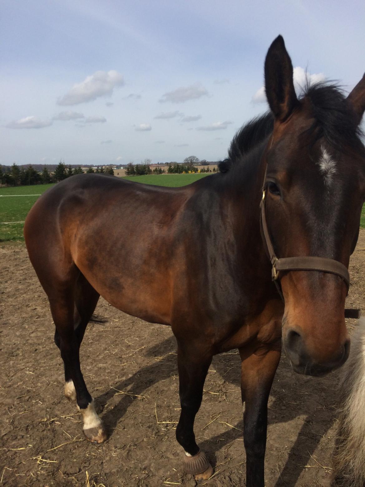 Anden særlig race Bøgedal's Tezza billede 2