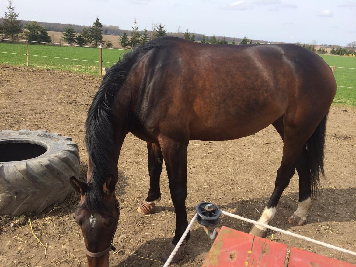 Anden særlig race Bøgedal's Tezza billede 4