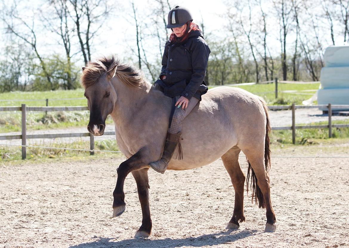 Anden særlig race Perle Soleil (Udlånt) - Du gør mit hjerte varmt <3  (Foto: Katja Møller Nielsen) billede 19