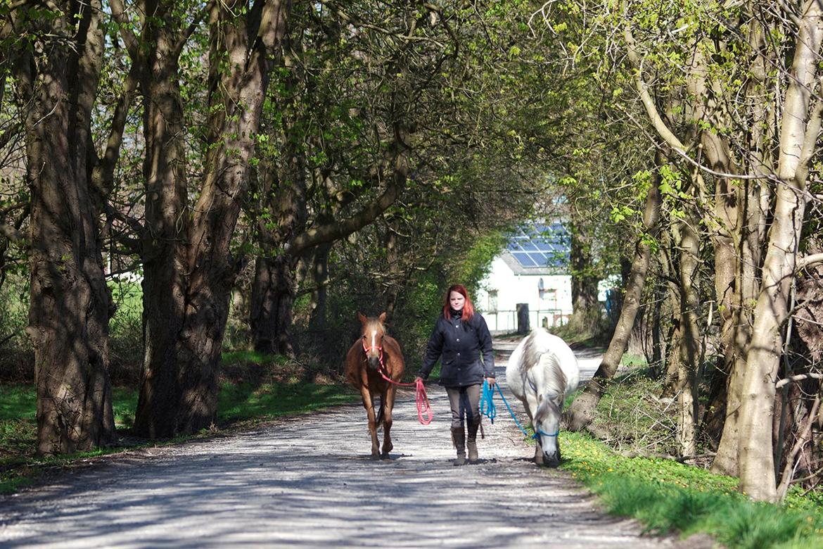 Anden særlig race Gry Soleil [Himmelhest] - På gåtur med verdens to skønneste <3 (Billede: Katja Møller Nielsen) billede 10