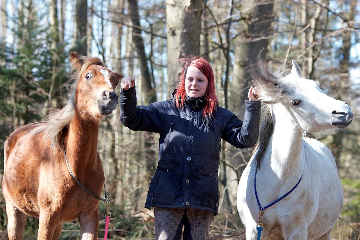 Anden særlig race Gry Soleil [Himmelhest] - Ryster synkront! hæhæ! (Billede: Katja Møller Nielsen) billede 13