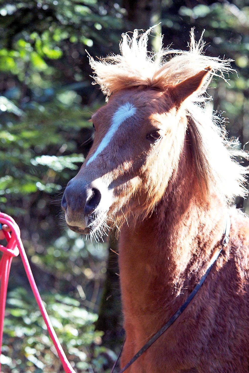 Anden særlig race Gry Soleil [Himmelhest] - Barbie ponyen! (Billede: Katja Møller Nielsen) billede 20