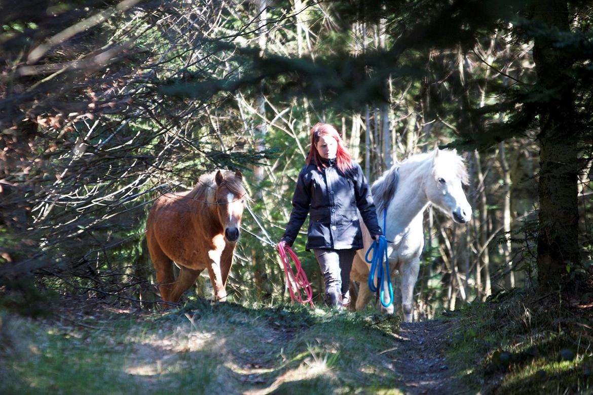 Anden særlig race Gry Soleil [Himmelhest] - PÅ eventyr i skoven! (Billede: Katja Møller Nielsen) billede 8