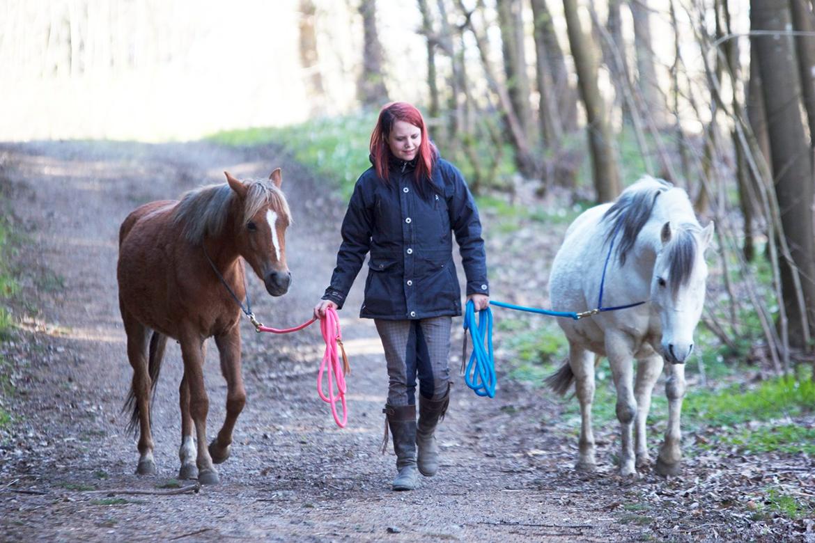 Anden særlig race Gry Soleil [Himmelhest] - Gåtur i cordeo, no problem! :) Skovture er så fantastiske med de to! (Billede: Katja Møller Nielsen) billede 2