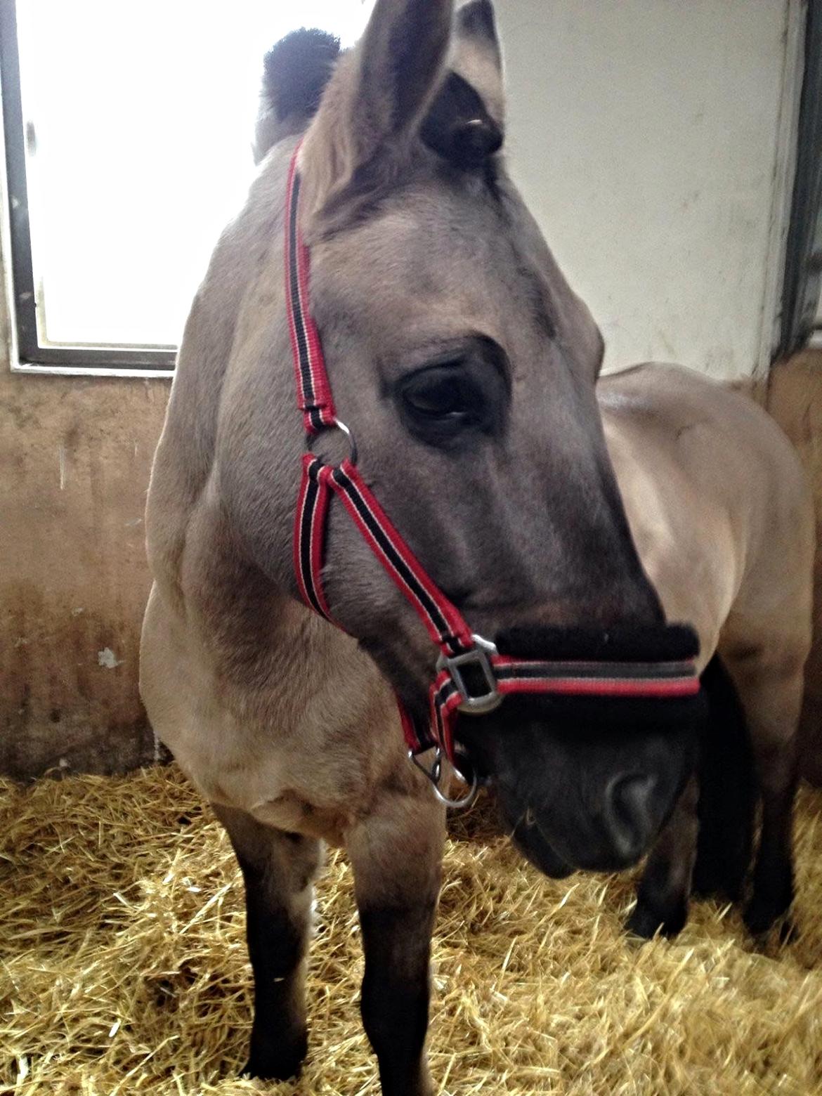 Konik Polski sølvmosegaards gråmand (Lille grå) - Lille grå leger lidt supermodel. billede 1