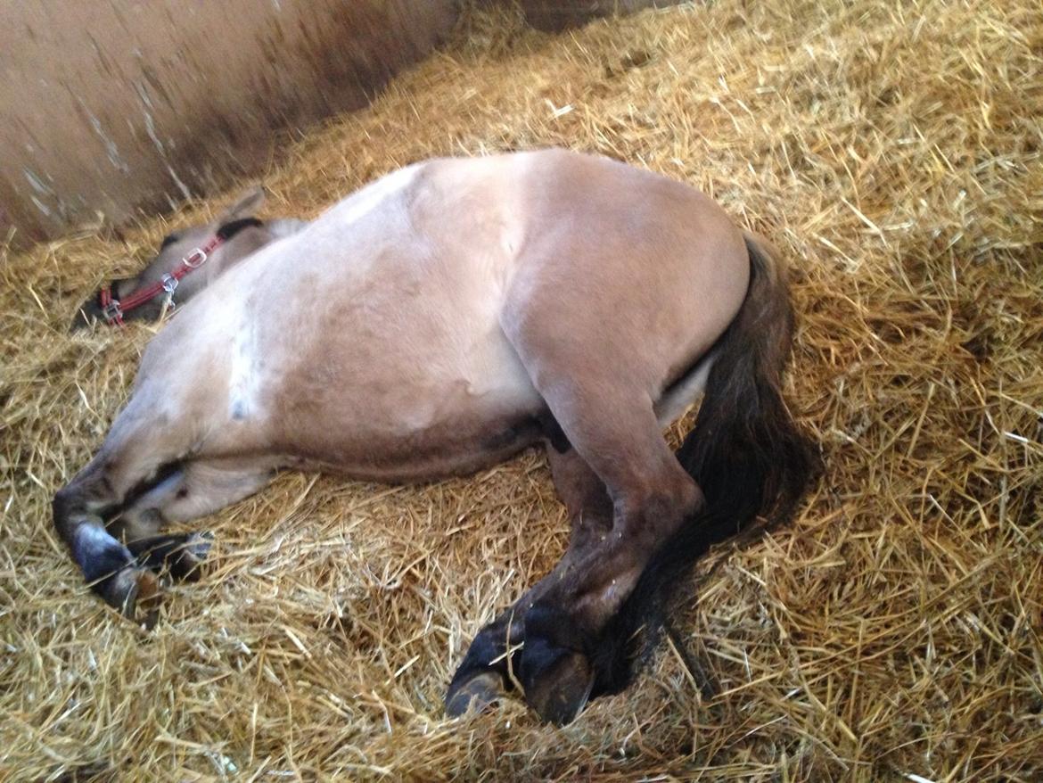 Konik Polski sølvmosegaards gråmand (Lille grå) - Træt efter en lang dag. billede 2