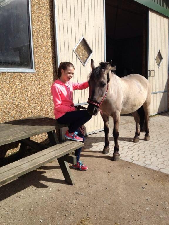 Konik Polski sølvmosegaards gråmand (Lille grå) - Isabella og Lillegrå hygger udenfor. billede 4
