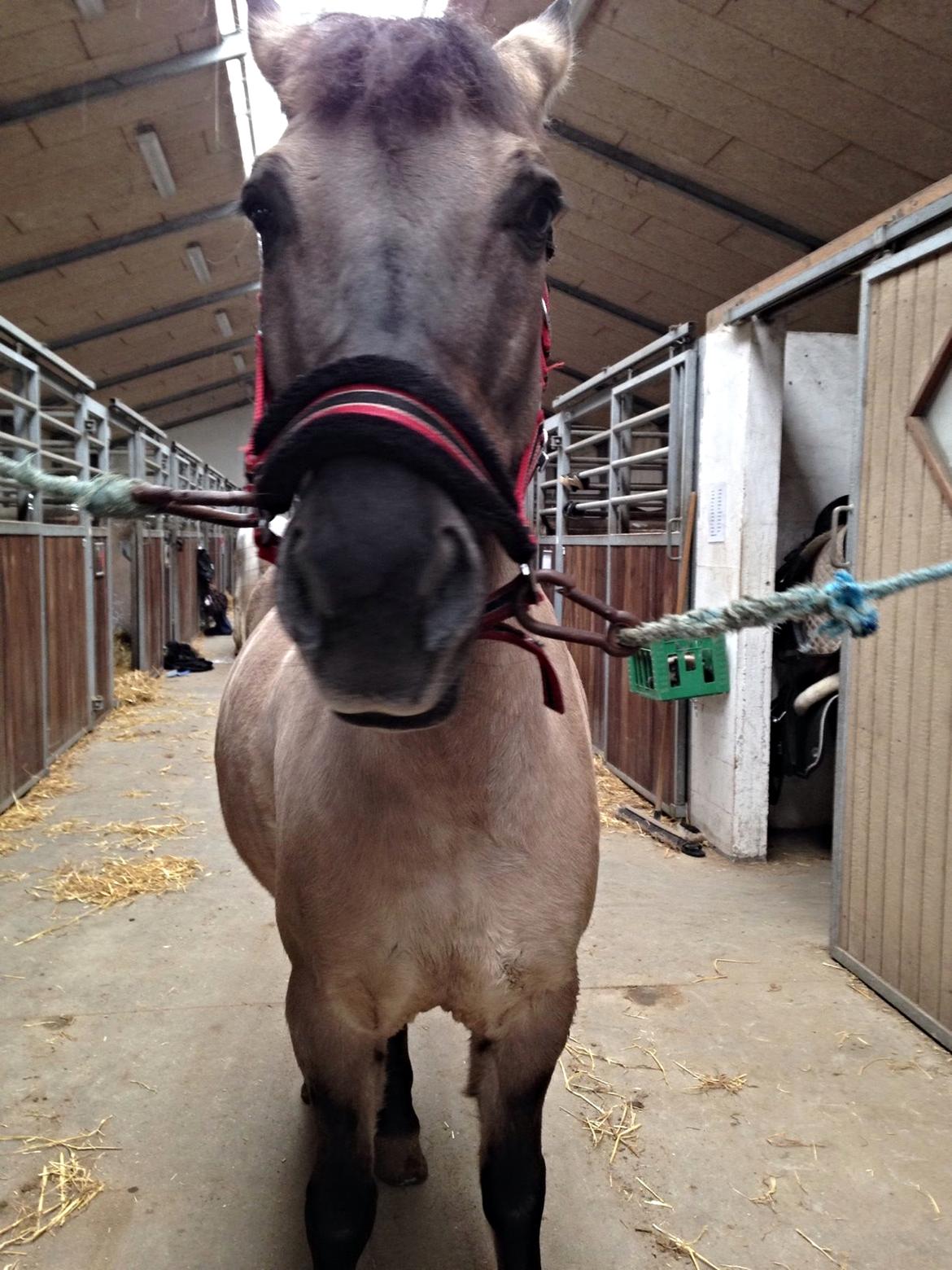 Konik Polski sølvmosegaards gråmand (Lille grå) - Lille grå på staldgangen billede 5