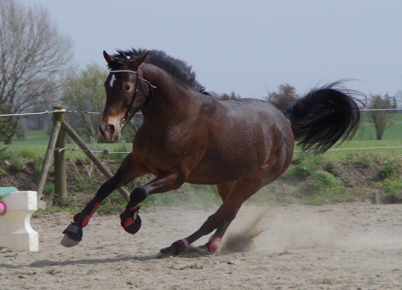 Anden særlig race Wilma - RF Foto. Fuld fart frem! <3 billede 1