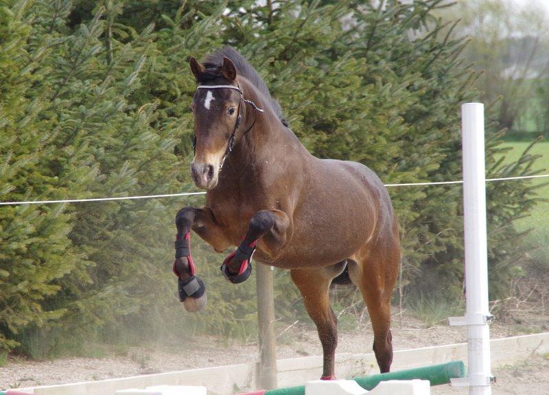 Anden særlig race Wilma - RF Foto. Lidt nuttet var?! <3 billede 5