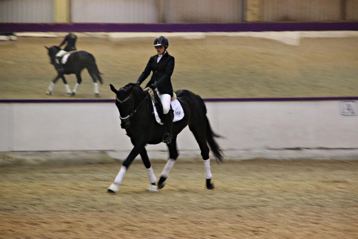 Hollandsk Varmblod Benneton <3 billede 8