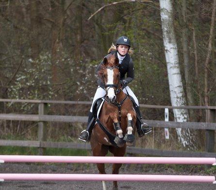 Hollandsk Sportspony Ferrari billede 1