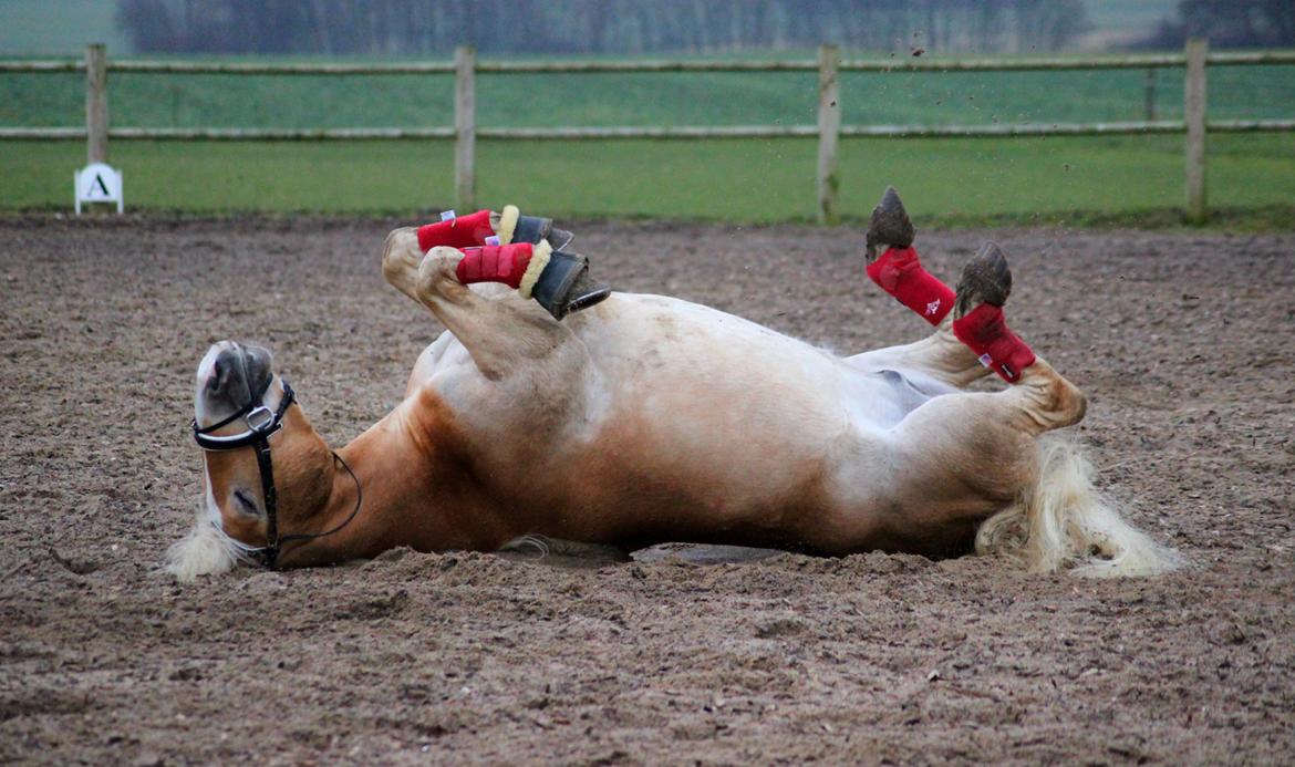 Tyroler Haflinger Elghuset's why not - Kylle hygger på ridebanen. billede 19