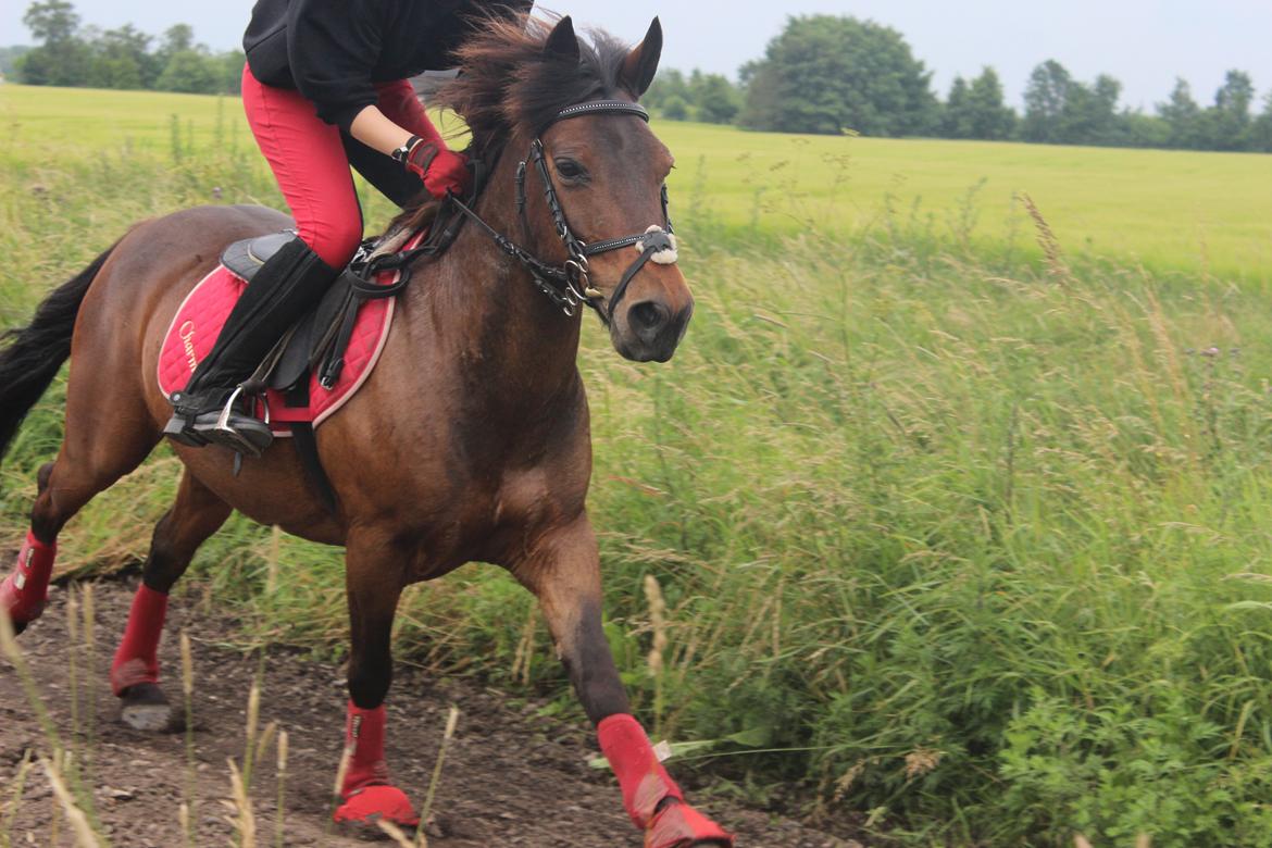 Anden særlig race charmer <3 billede 16