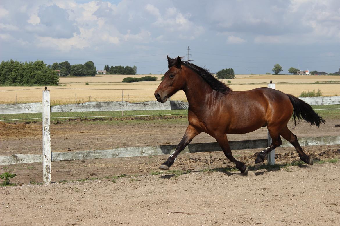 Anden særlig race charmer <3 billede 18