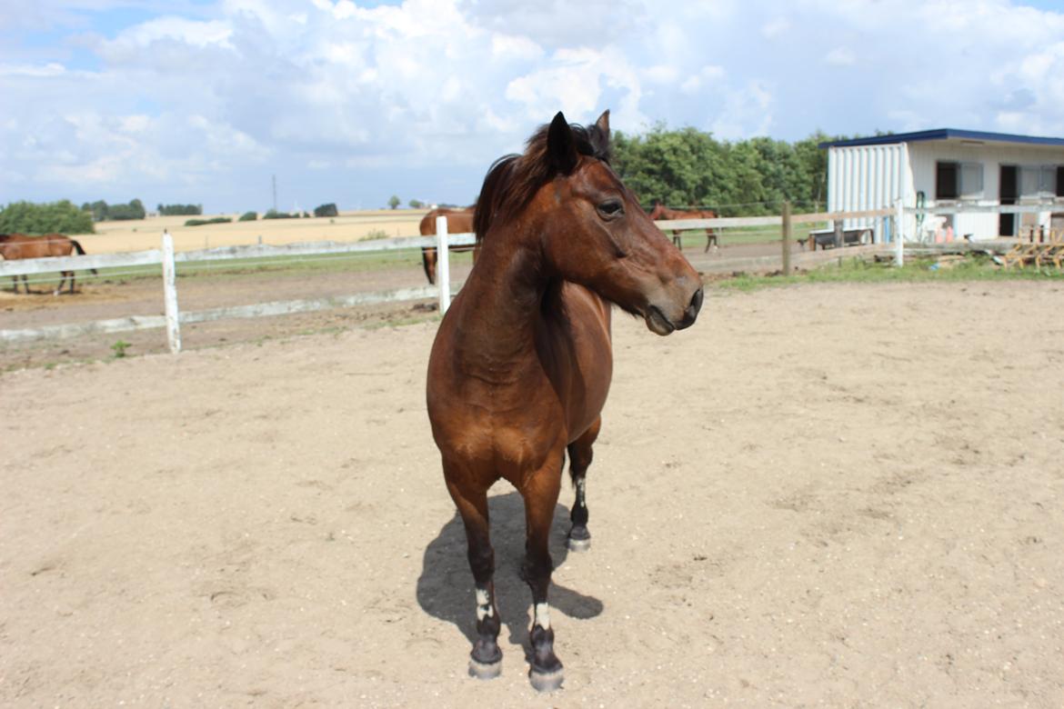 Anden særlig race charmer <3 billede 19